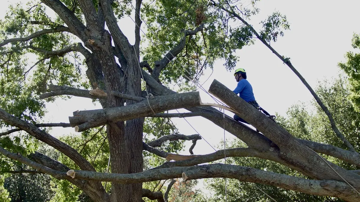 Professional Hazardous Tree Removal performed by certified arborists in Sedan